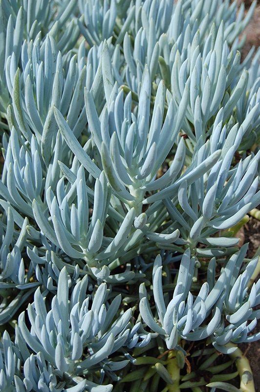 Blue Finger - Buchanan's Native Plants