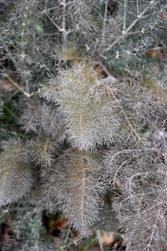 Bronze Fennel Buchanan's Native Plants