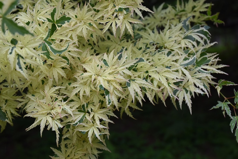 Butterfly Variegated Japanese Maple Buchanan's Native Plants