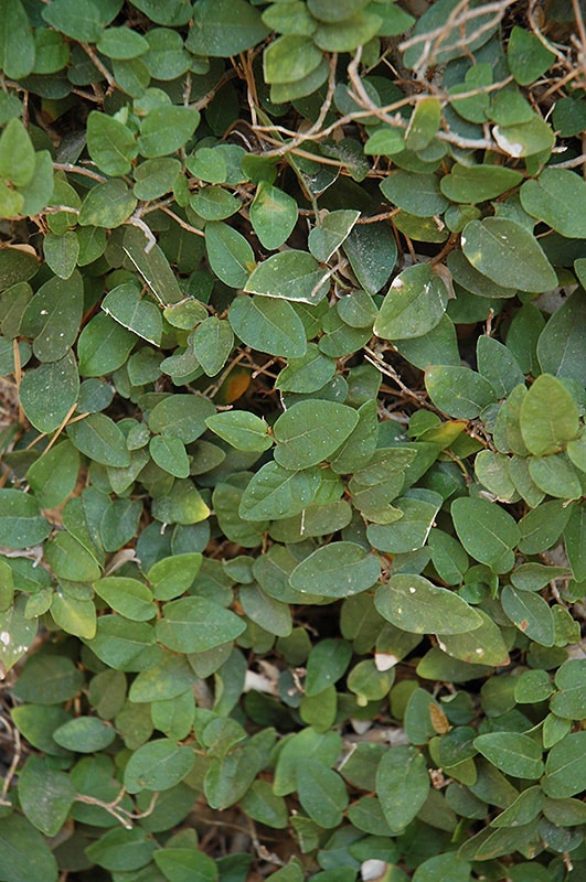 Creeping Fig Buchanan's Native Plants