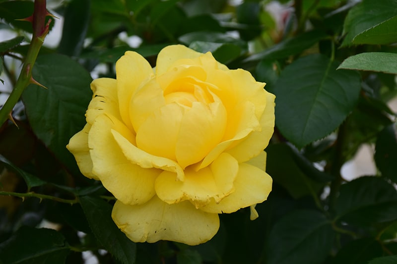 10+ Doris Day Rose Plant 2 Doris Day Rose Buchanan's Native Plants