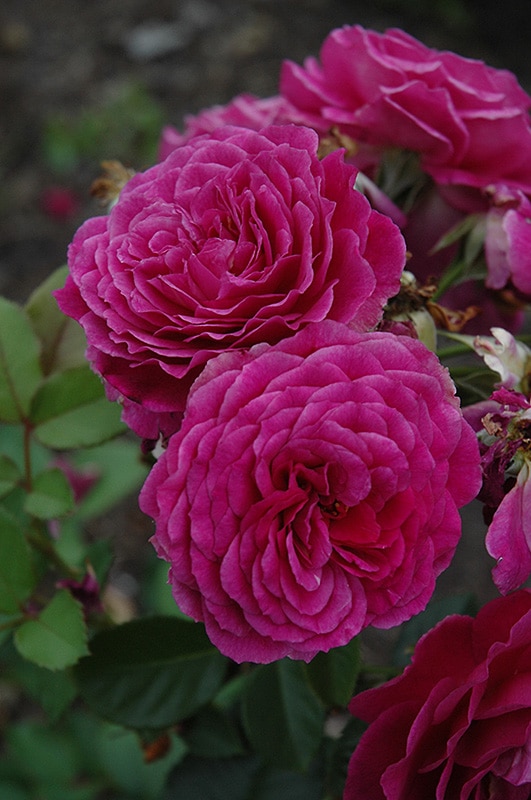 Ebb Tide Rose Buchanan's Native Plants