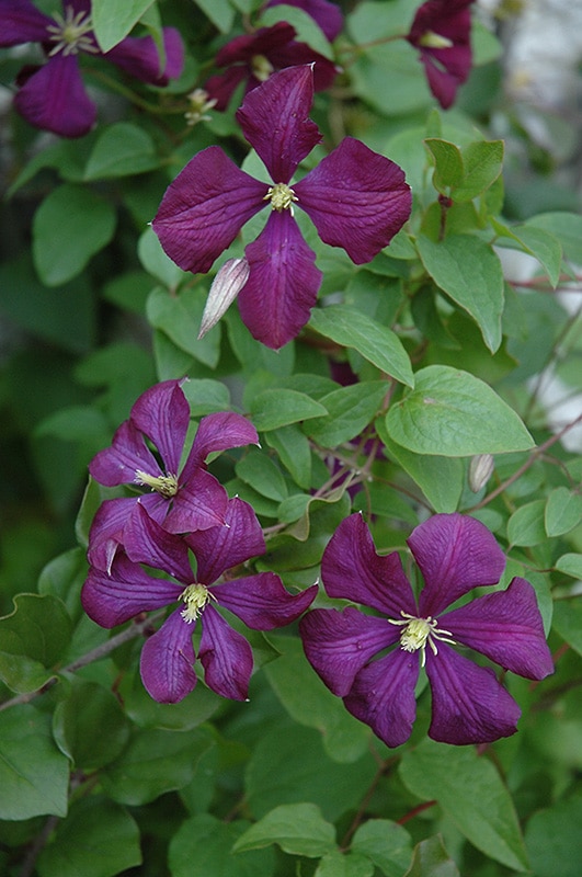 Etoile Violette Clematis Buchanan's Native Plants