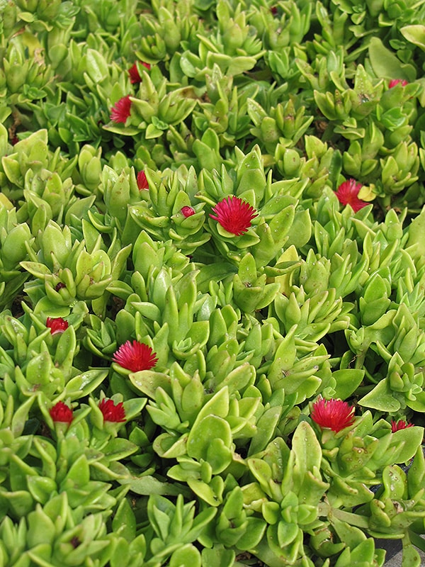 Heartleaf Iceplant Buchanan's Native Plants