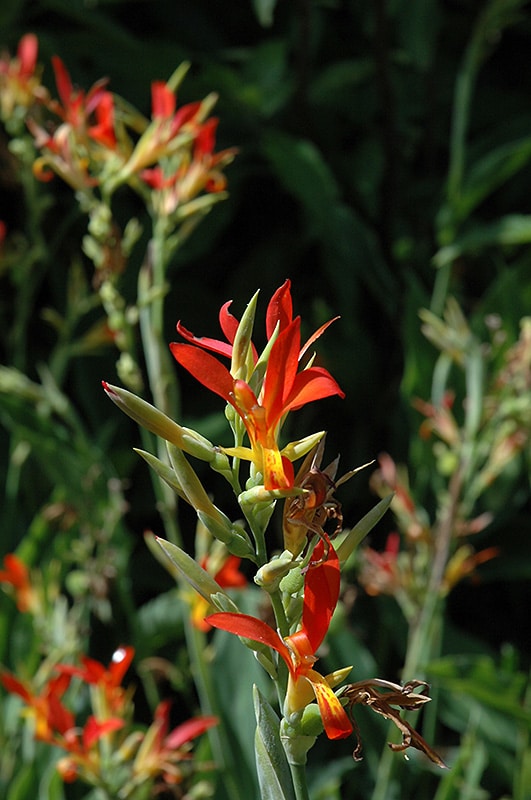 Indian Shot Buchanan's Native Plants