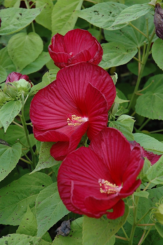 Luna™ Red Hibiscus Buchanan's Native Plants