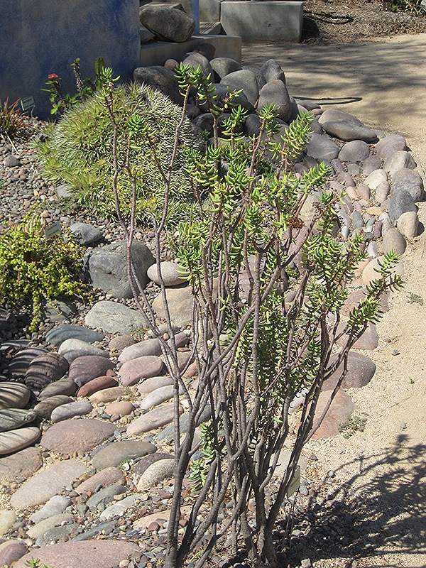Miniature Pine Tree Buchanan's Native Plants