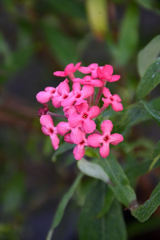 Panama Rose Buchanan's Native Plants