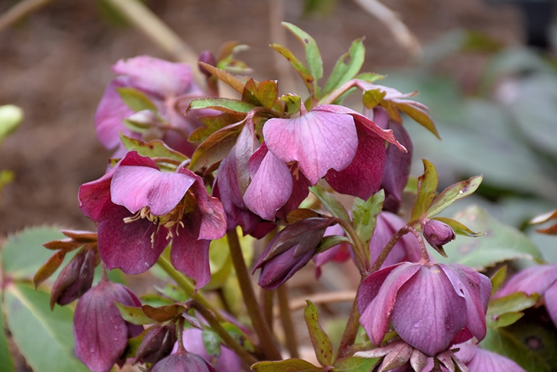 Purple Hellebore Buchanan's Native Plants