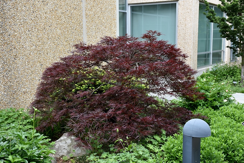 Red Dragon Japanese Maple Buchanan's Native Plants