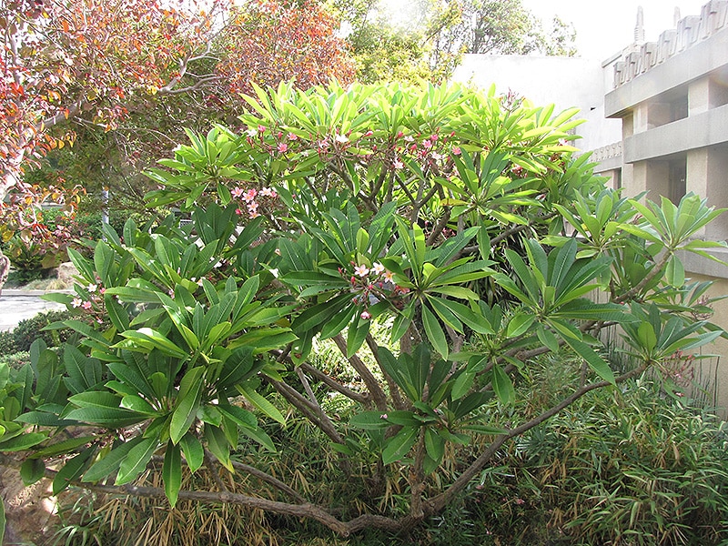 Red Frangipani Buchanan's Native Plants