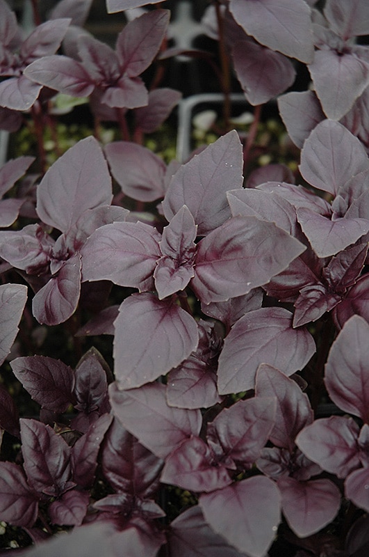 Red Rubin Basil Buchanan's Native Plants
