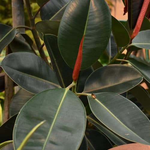 Rubber Tree Buchanan's Native Plants
