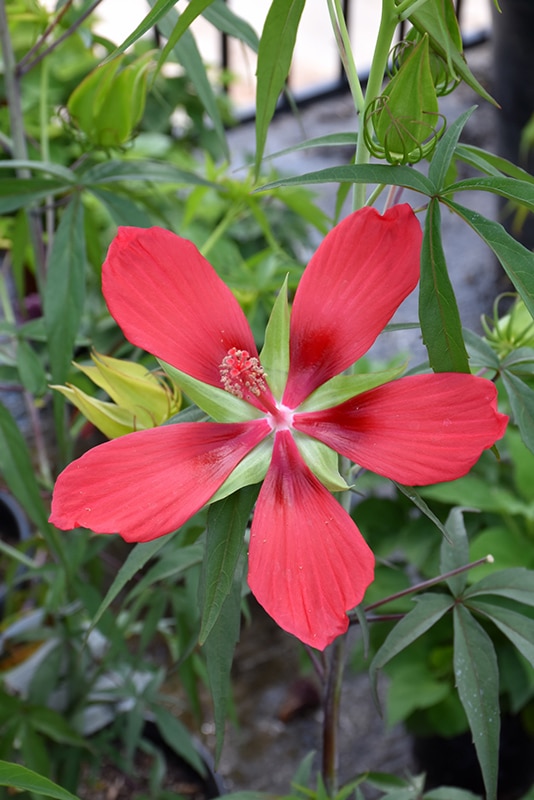 Scarlet Rose Mallow Buchanan's Native Plants