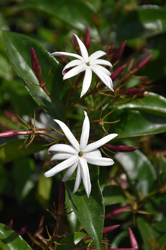 Star Jasmine Buchanan's Native Plants