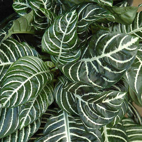 Zebra Plant Buchanan's Native Plants