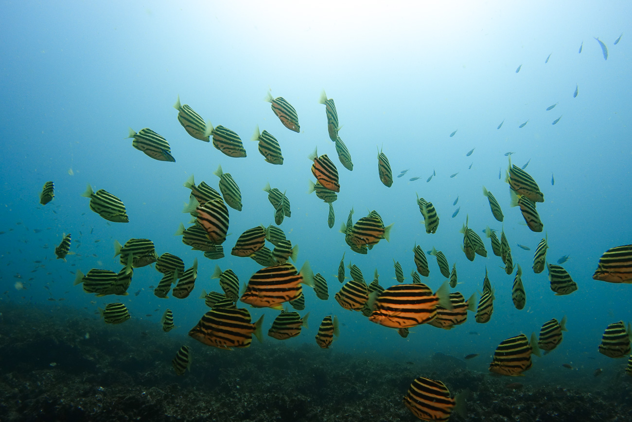 ダイビングで役立つ魚の図鑑｜おすすめ12選【海水魚】 部長の水中写真と秘密のダイビングログ（新）