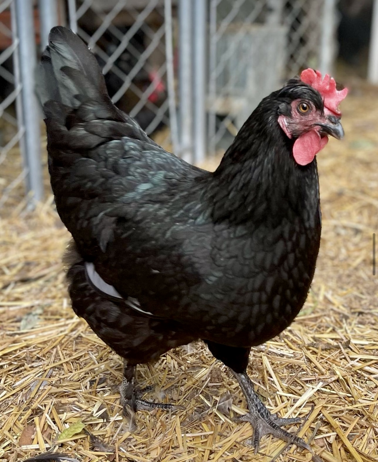 F1 Olive Egger Pullets Legbar x BCM Buckaboo Farm