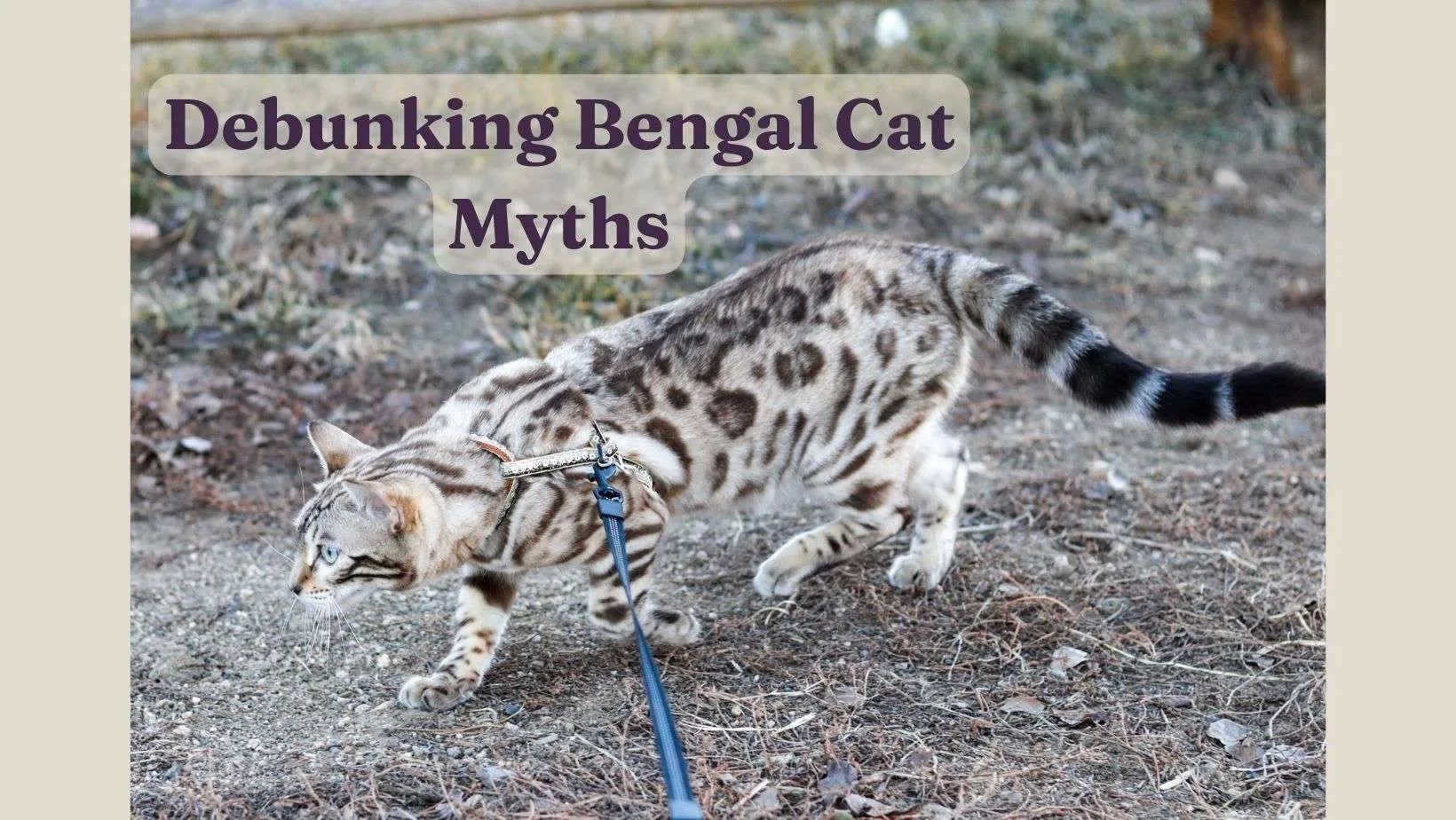 Bengal Cat Problems Debunked » Buckaroo Bengals
