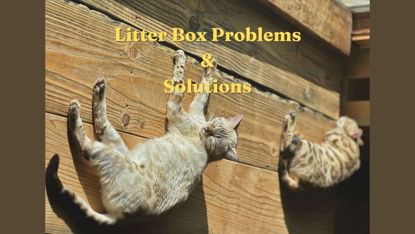 Bengal Cat Litter Box Problems… and Easy Steps to Solve Them