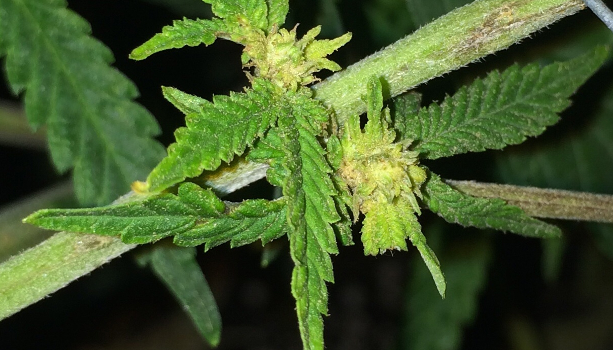 How to Revive a Dying Cannabis Plant? GrowDiaries