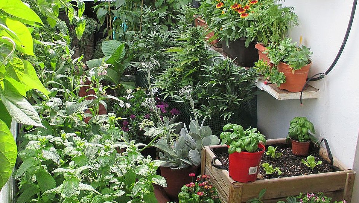 Best Companion Plants for Cannabis — Top 10 Plants You Can Grow Along