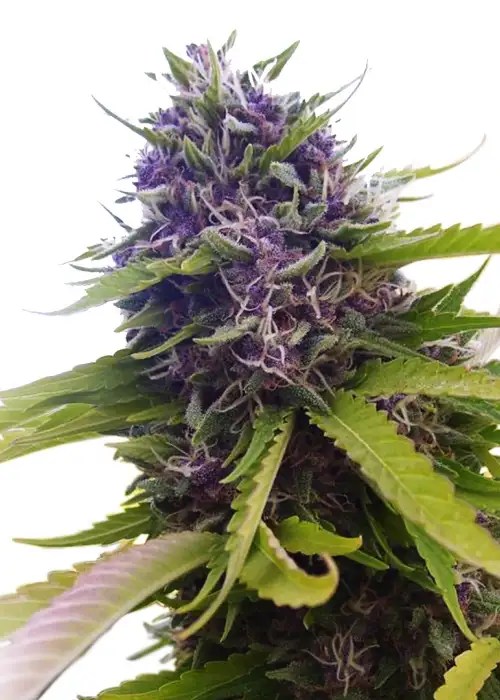 Blueberry Cannabis Strain Info GrowDiaries