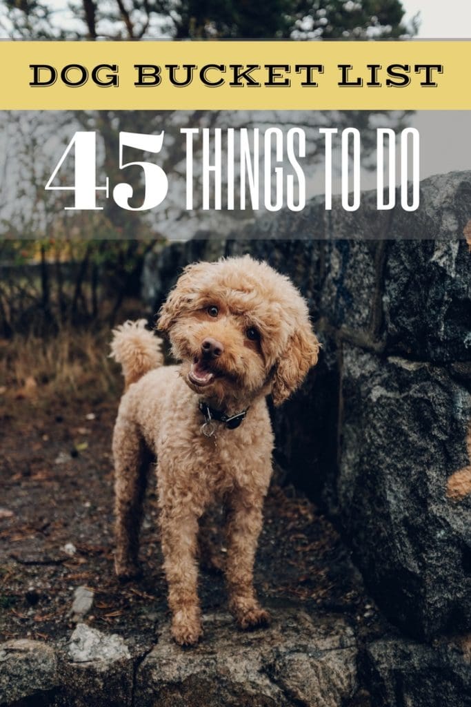 Dog Bucket List 45 Fun Things to do With Your Furry Pet