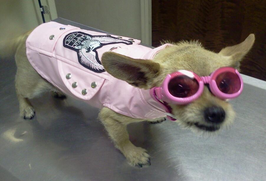 Testimonials Buckeye Veterinary Services