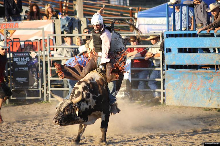 Pro Bull Riding Ohio Bull Riding Events Buckin' Ohio