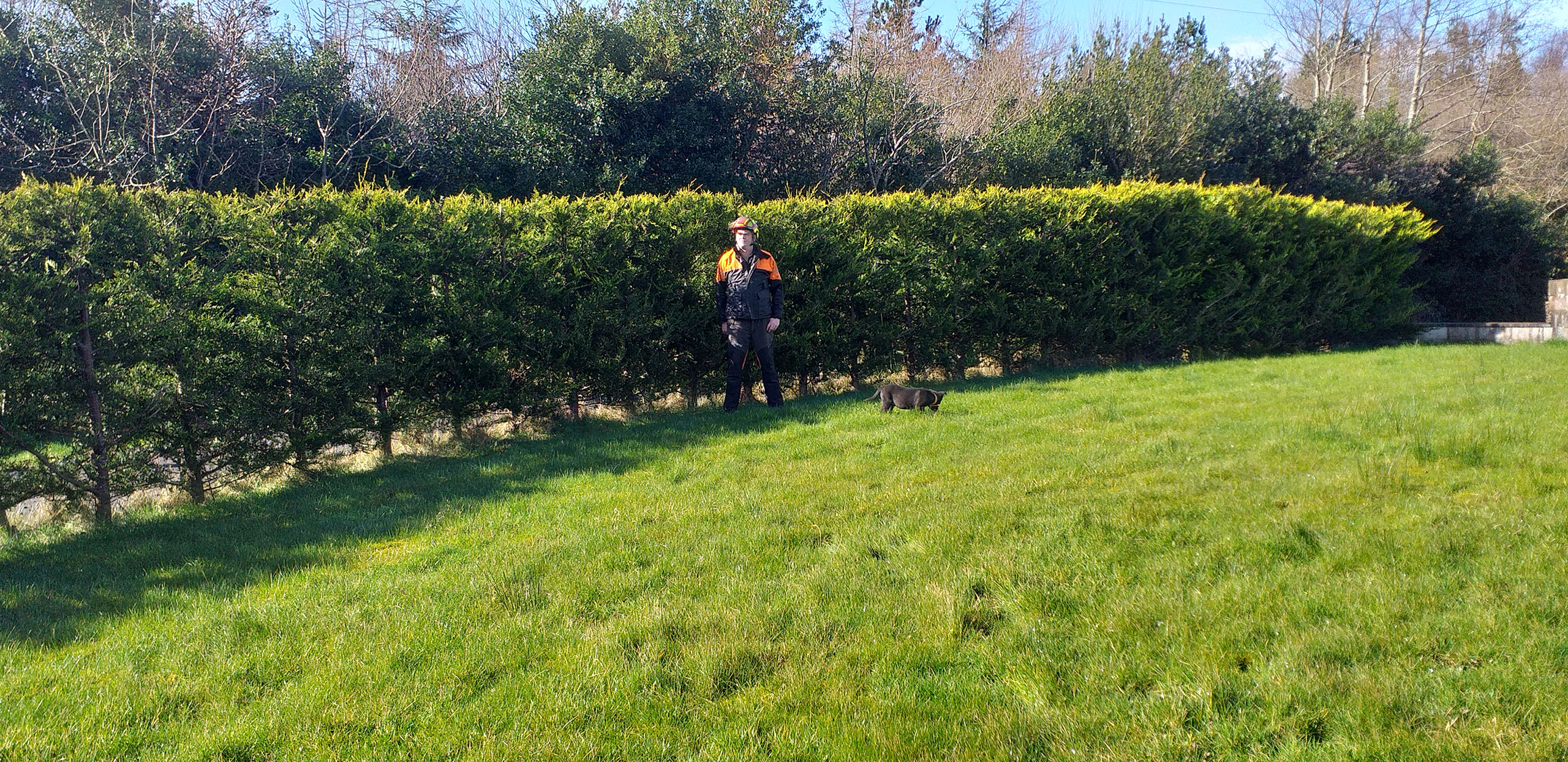 Buckley Tree Services Tree maintenance Property Maintenance