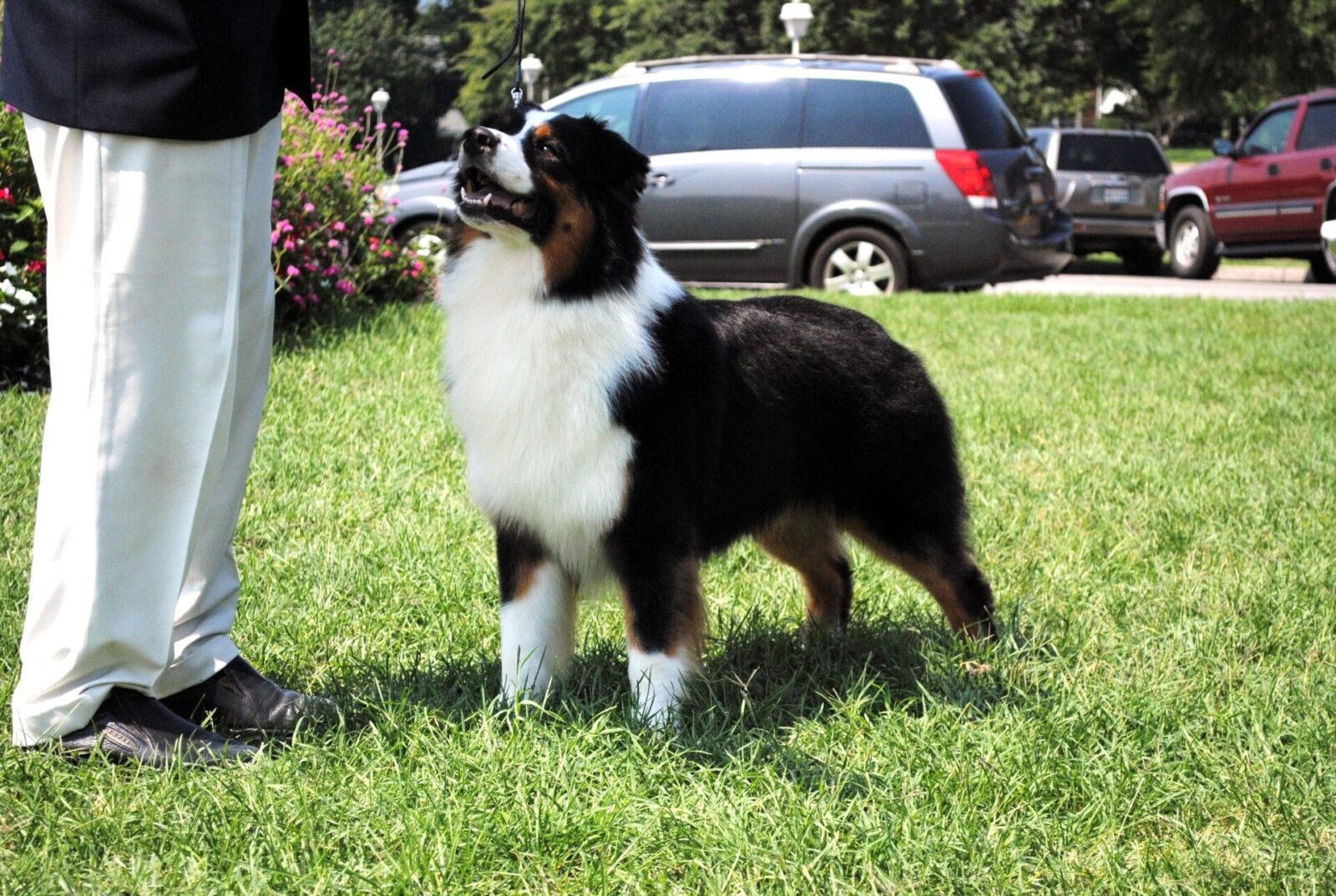 Pictures of Australian Shepherd Puppies, Colorado Dog Breeder Colorado's Buck Mountain Aussies