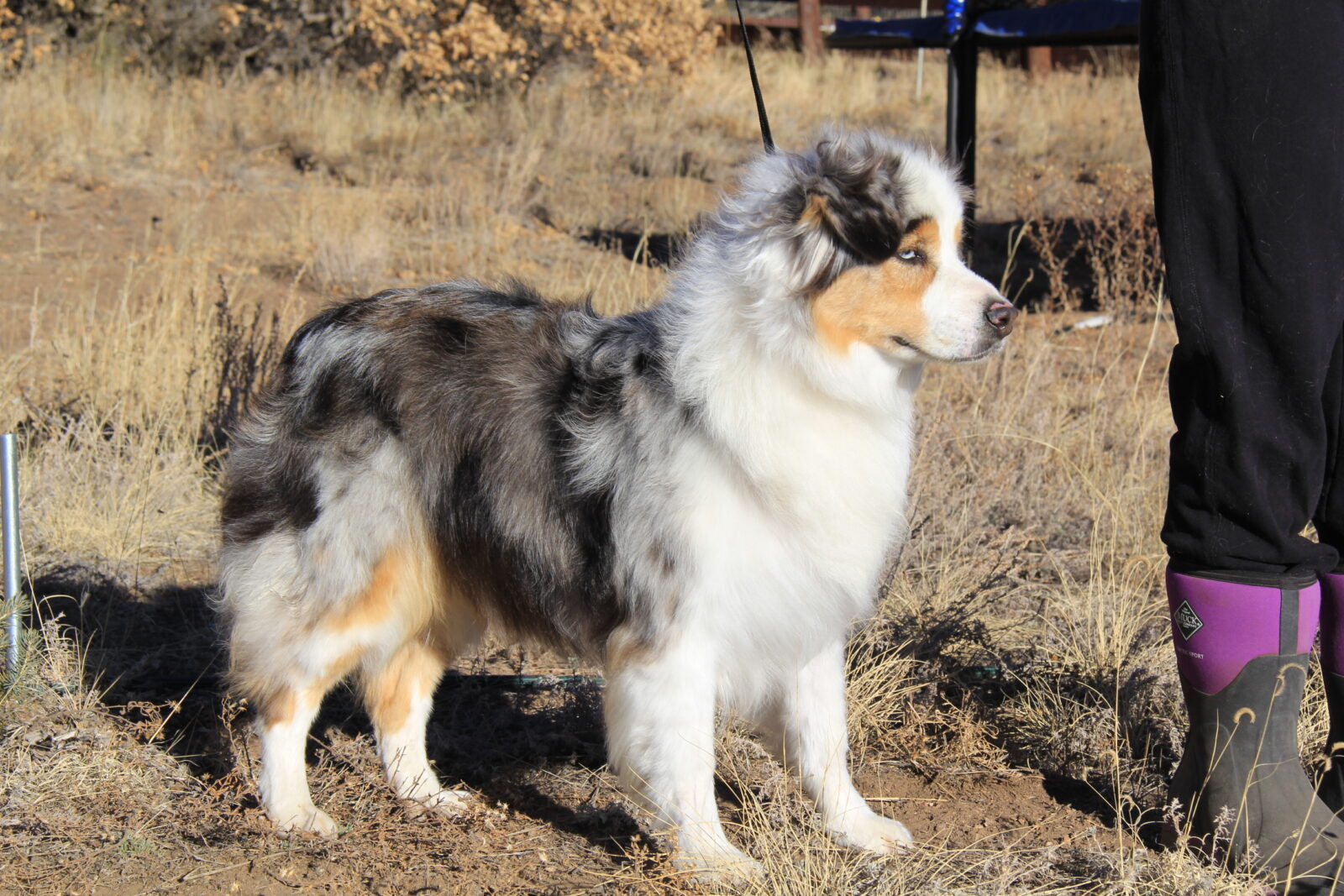 Pictures of Australian Shepherd Puppies, Colorado Dog Breeder
