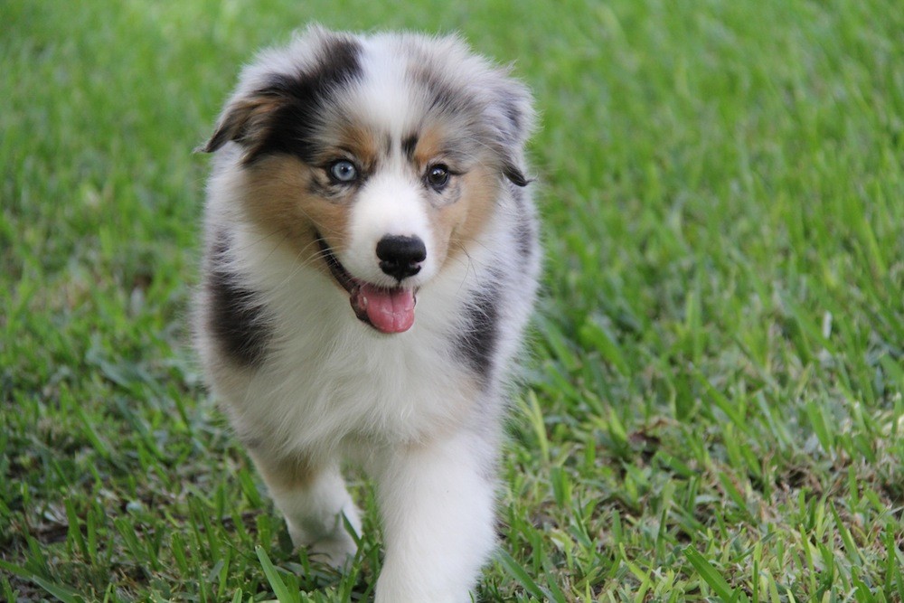 Australian Shepherd Breeder Aussie Puppies For Sale in Colorado