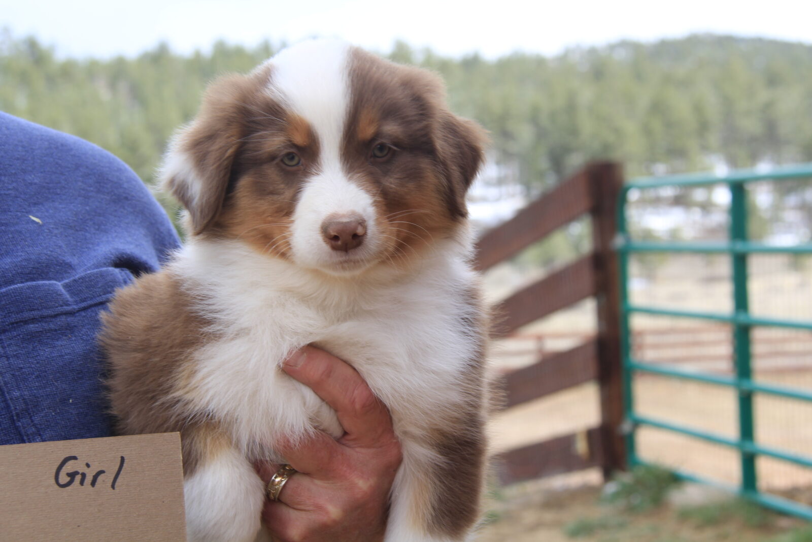 Pictures of Australian Shepherd Puppies, Colorado Dog Breeder