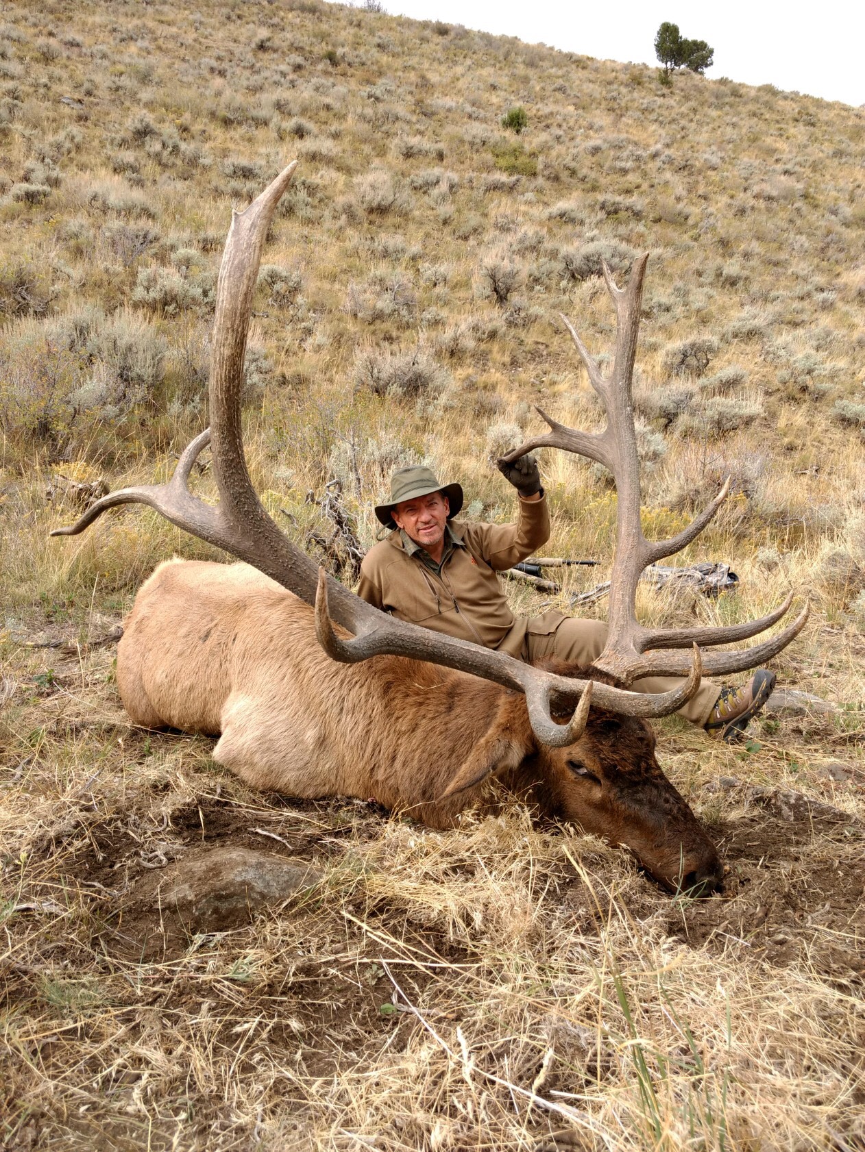 Trophy Elk in Utah.Trophy elk in ColoradoTrophy Elk in Colorado. Guaranteed Elk permits Bucks