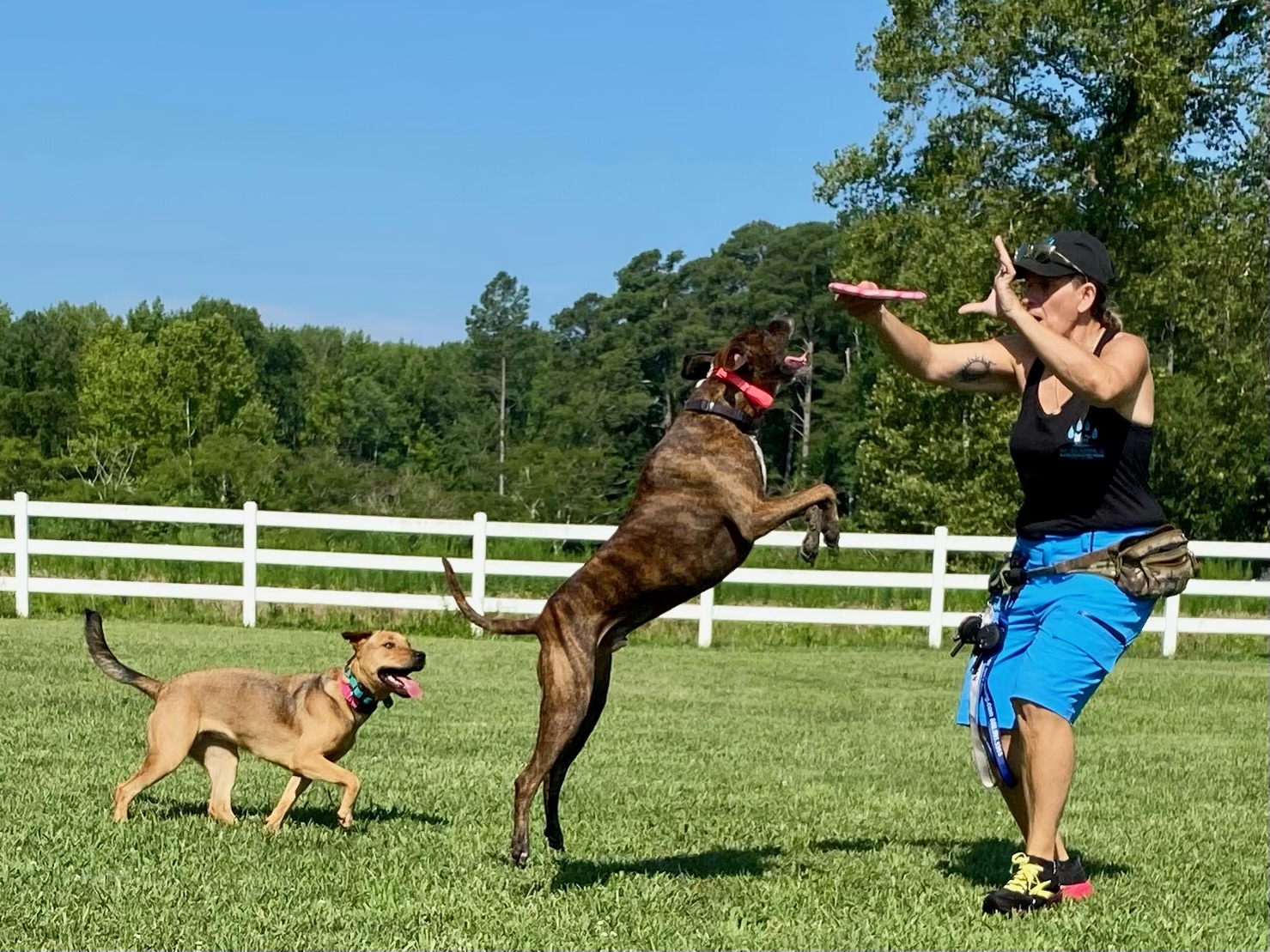 Balanced Dog Training and Boarding Buck's Dog Training of Virginia