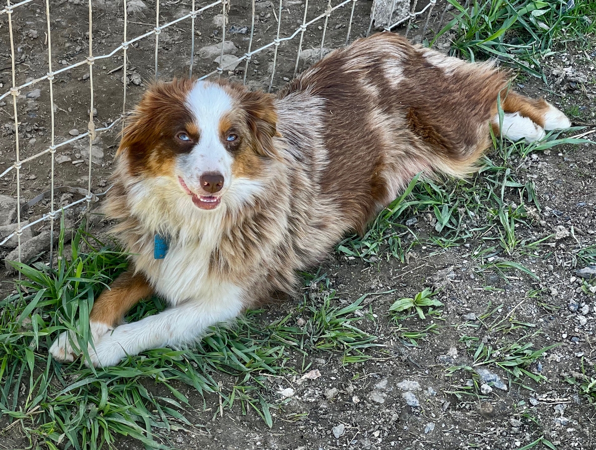 Buckwheat Valley Trish