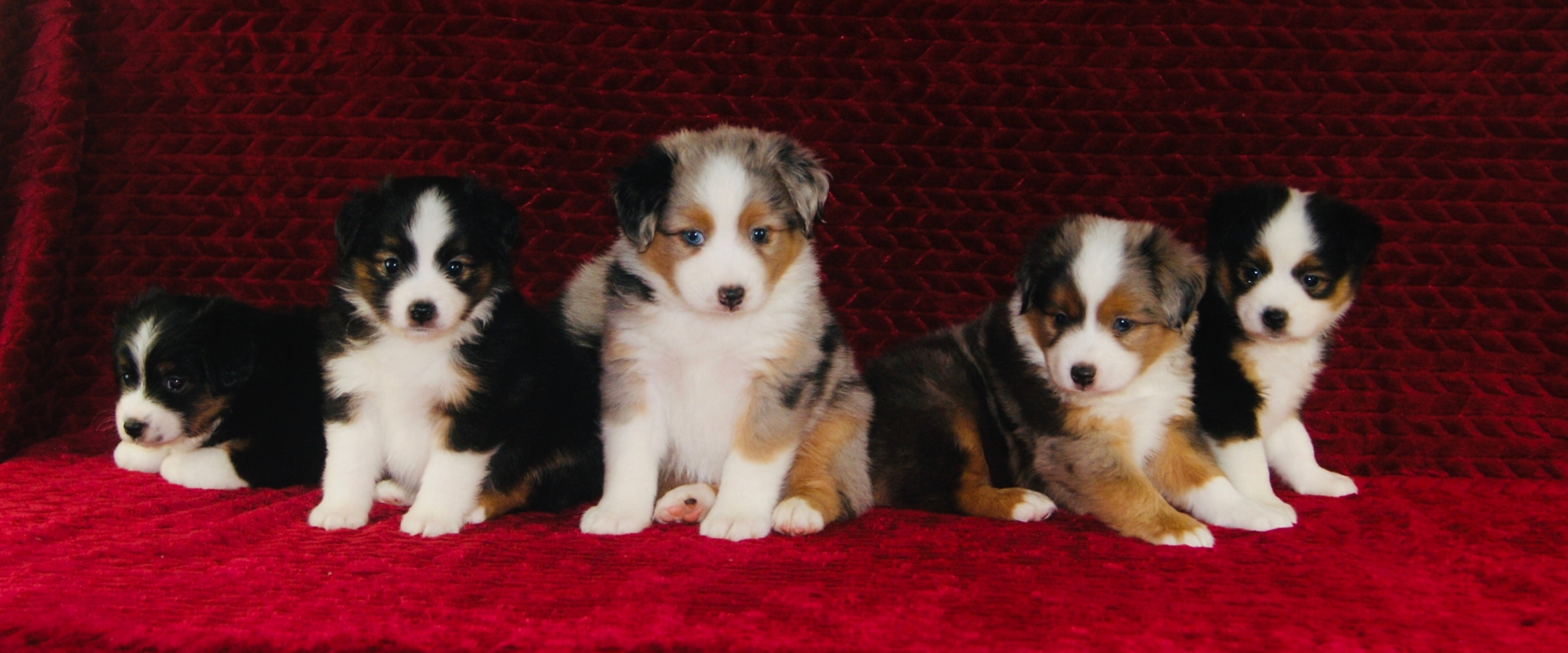 The top Australian Shepherd Breeder in Pennsylvania Purebred Mini