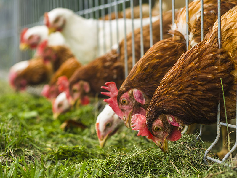 Home Bucyrus Veterinary Services