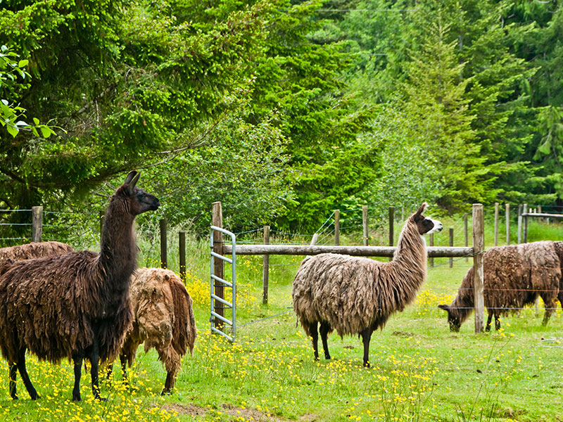 Home Bucyrus Veterinary Services