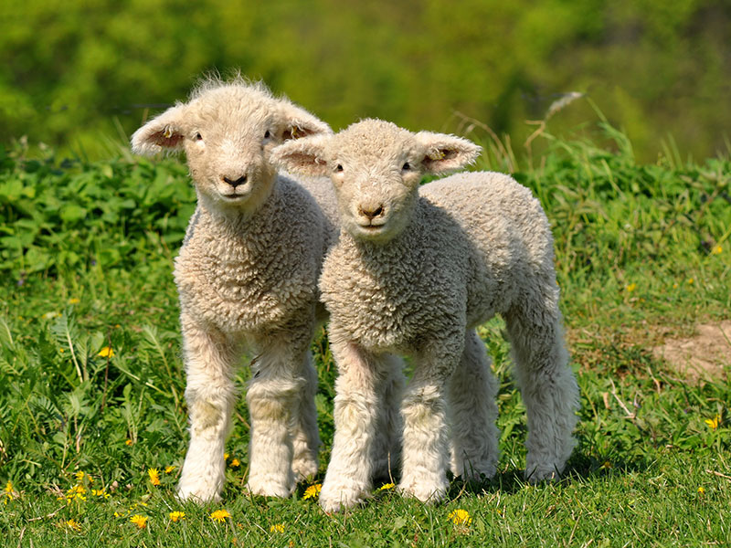 Home Bucyrus Veterinary Services