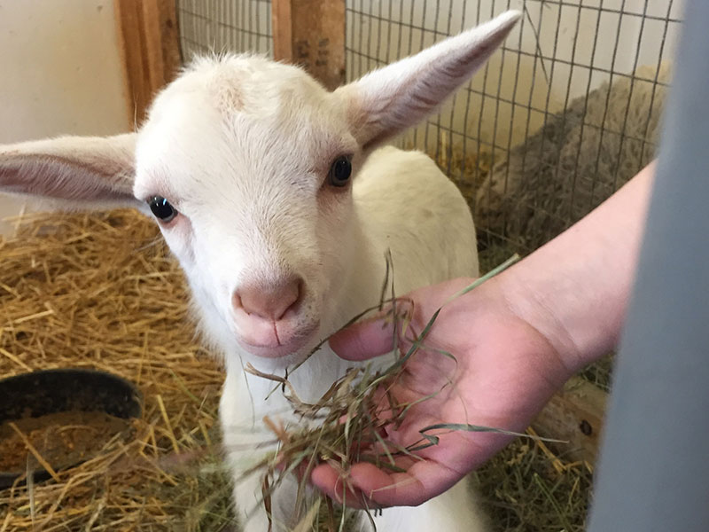 Home Bucyrus Veterinary Services