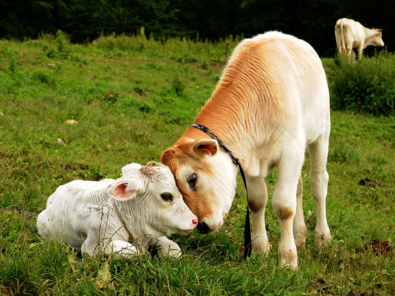 Home Bucyrus Veterinary Services