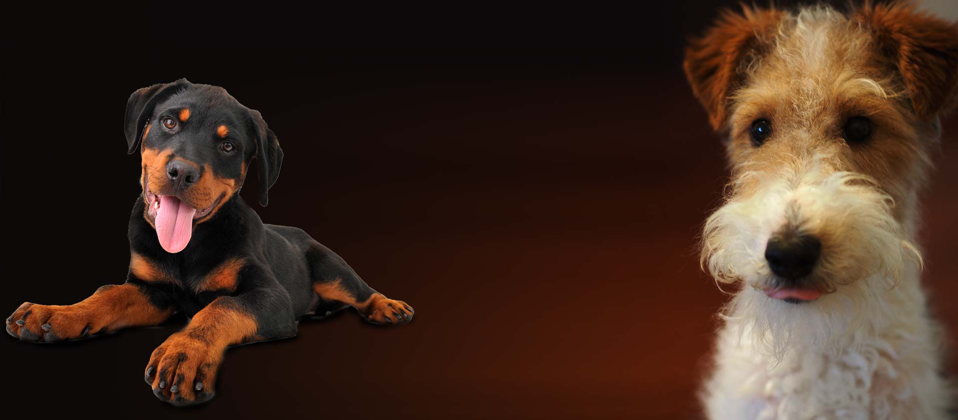 Home Bucyrus Veterinary Services