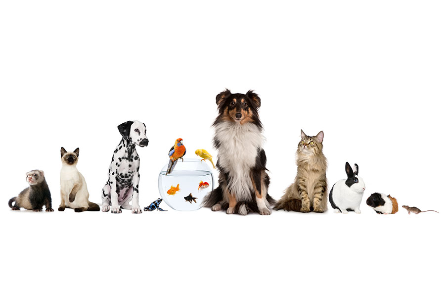 Finding the Right Pet… Furever Bucyrus Veterinary Services