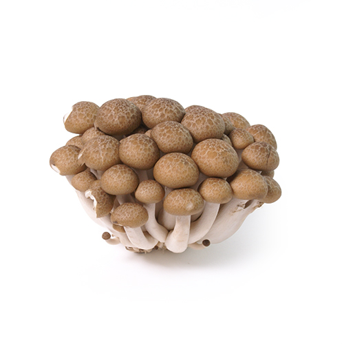 Shimeji brown & white Bud Holland