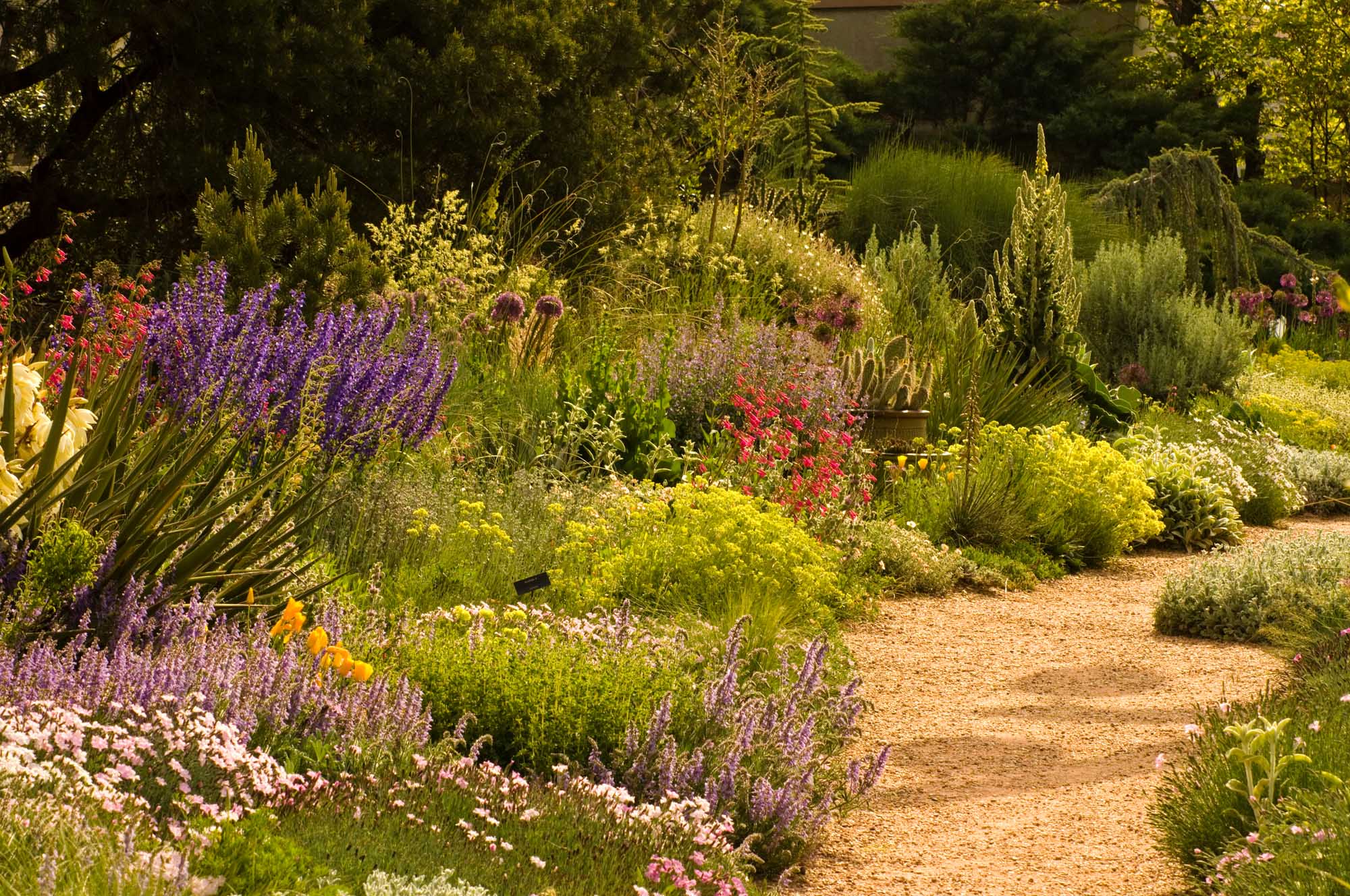 Budburst Denver Botanic Gardens