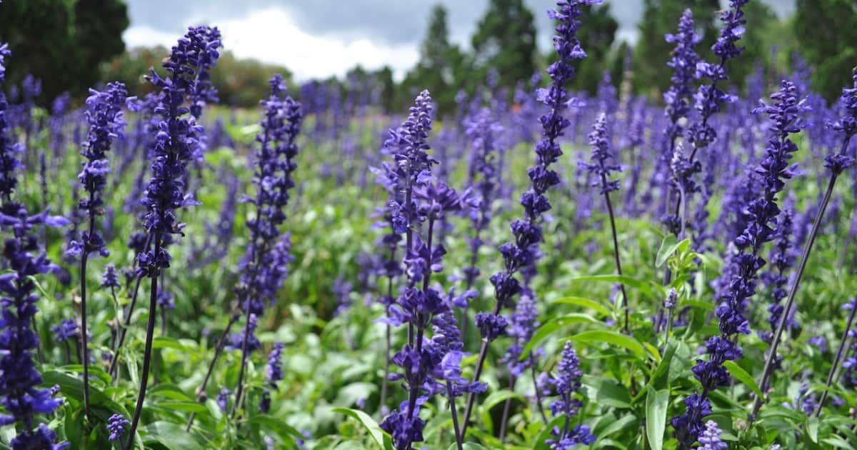 How to use aromatherapy and essential oils during labor