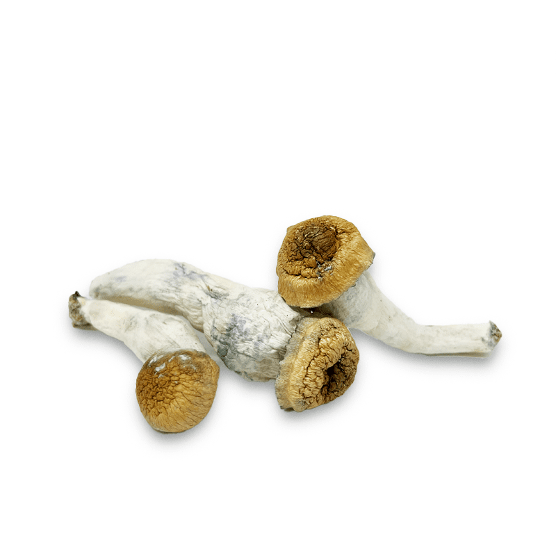 Holycream Hongo albino 2grs – Buddies